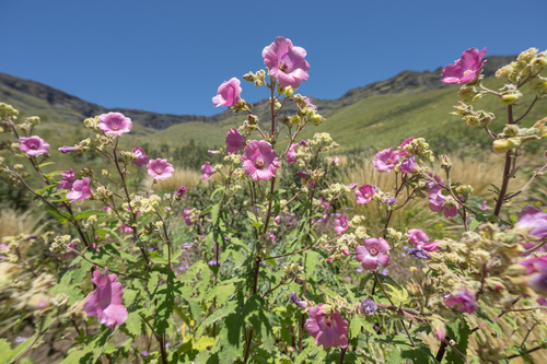 Anisodontea julii, photograph 2