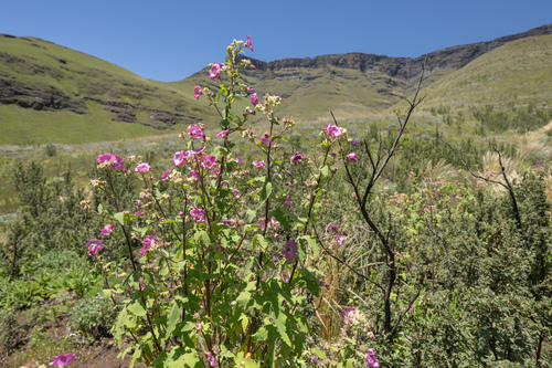 Drakensberg Mallow (Anisodontea julii)