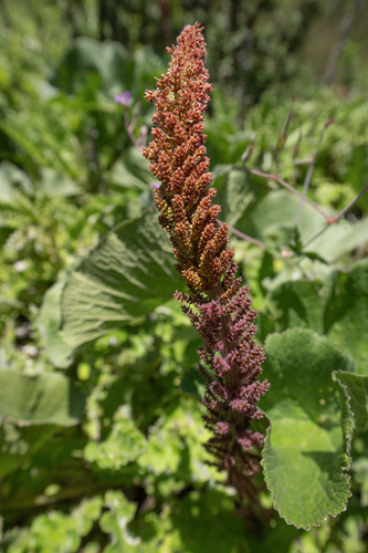 River Pumpkin (Gunnera perpensa)