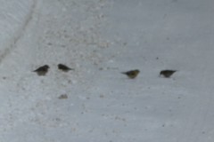 Spinus tristis tristis