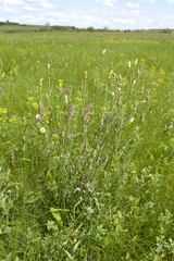 Tragopogon podolicus