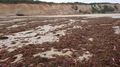 Codium pomoides