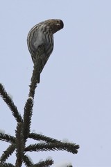 Spinus pinus pinus