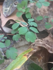 Thalictrum arkansanum