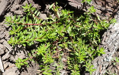 Laurembergia repens, photograph (c) Nicola van Berkel, some rights reserved (CC BY-SA)