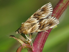 Cynaeda dentalis