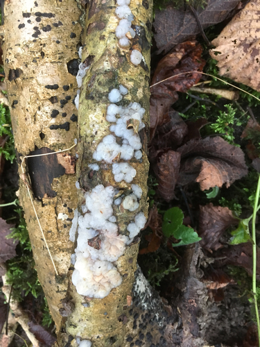 Representative image of Exidia thuretiana