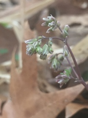 Thalictrum arkansanum