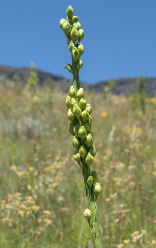 Drimia macrocentra