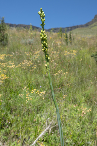 Drimia macrocentra