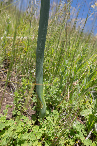 Drimia macrocentra