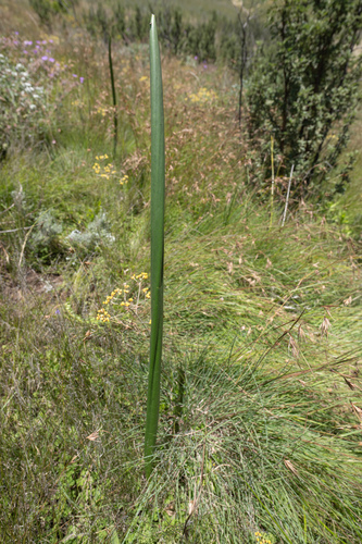 Drimia macrocentra