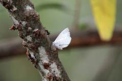 Spalgis lemolea lemolea