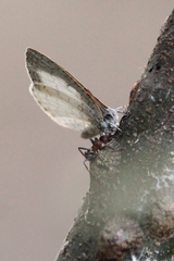 Spalgis lemolea lemolea