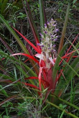 Bromelia antiacantha