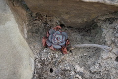 Echeveria strictiflora