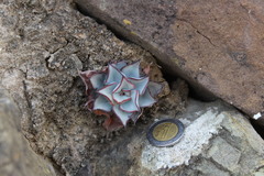Echeveria strictiflora