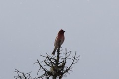 Haemorhous purpureus purpureus