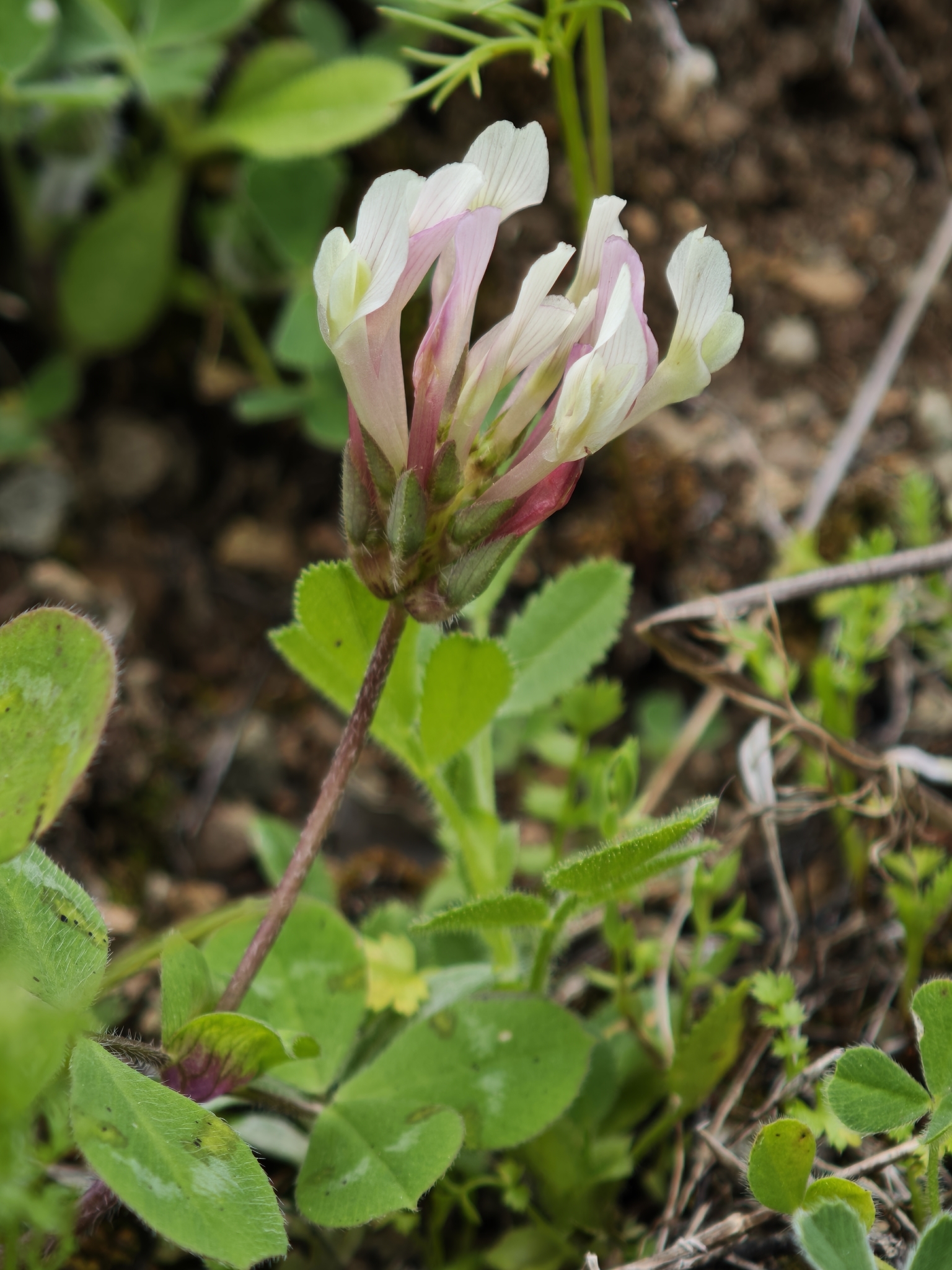 Trifolium clypeatum
