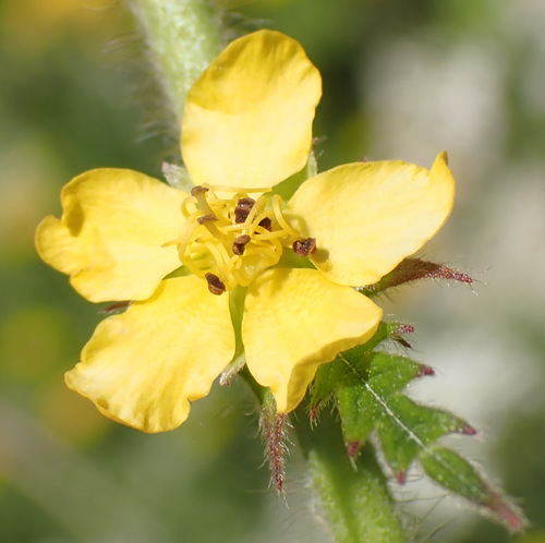 Agrimonia bracteata (Agrimonia bracteata)