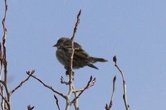 Spinus pinus pinus