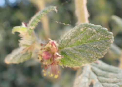 No-odour Caperose (Cliffortia odorata)