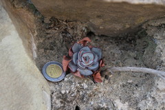 Echeveria strictiflora