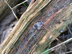 Resupinatus trichotis