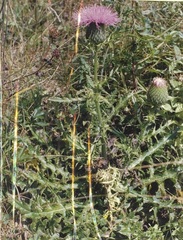 Cirsium pumilum