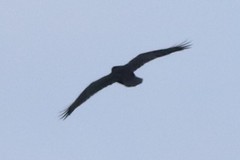 Corvus corax principalis