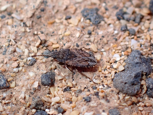 Gonianotus galactodermus