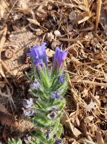 sand viper's bugloss