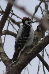 Dryobates villosus villosus