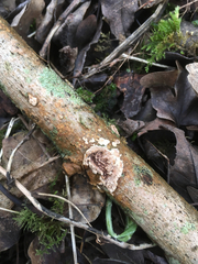 Eichleriella deglubens