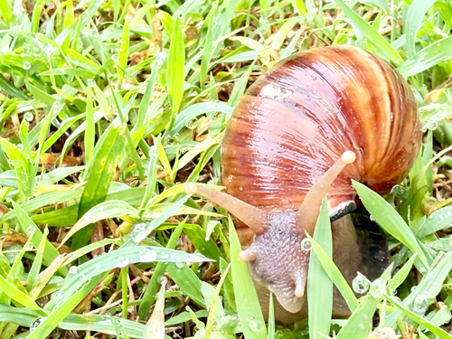 Lissachatina fulica