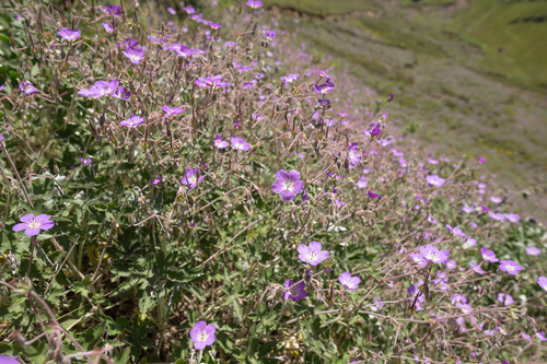 Geranium pulchrum, photograph 1