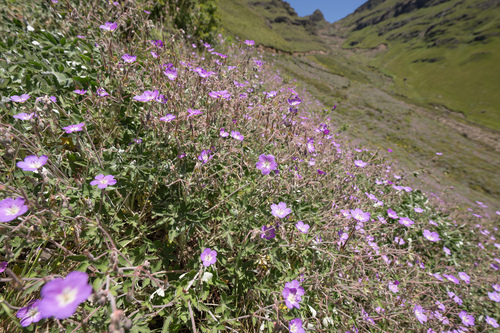 Geranium pulchrum, photograph 2