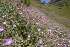 (c) Morten Ross, some rights reserved (CC BY) Geranium pulchrum, photograph (c) Morten Ross, some rights reserved (CC BY)