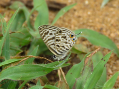 Leptotes