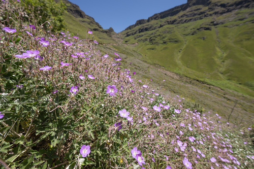 Geranium pulchrum, photograph 3
