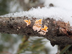 Lachnellula agassizii