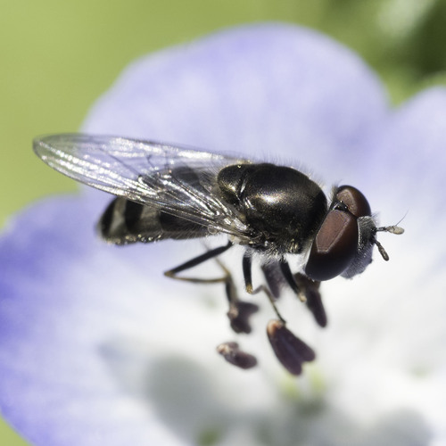 Unknown species found near Scotts Valley, CA 95066, USA