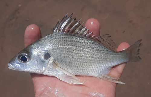 Sompat grunter (Pomadasys jubelini) — Haemulidae — 2