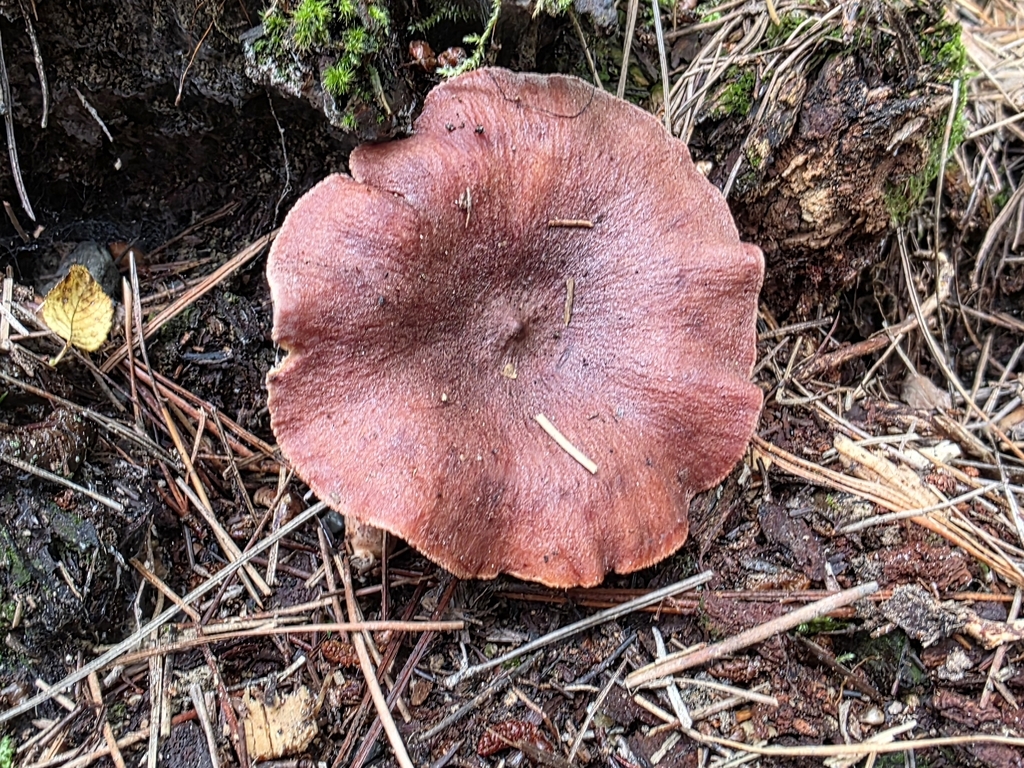 Lactarius rufus · March 2026 · photo: © nicnation (iNaturalist, cc-by)