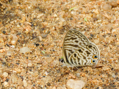 Leptotes