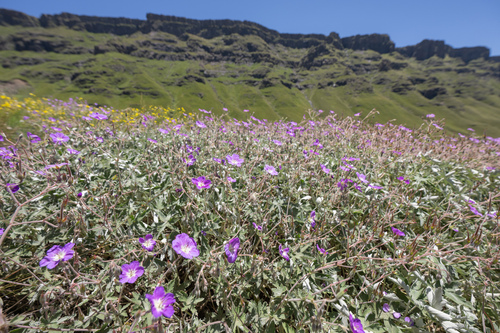 Geranium pulchrum