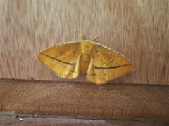 Decachorda aspersa