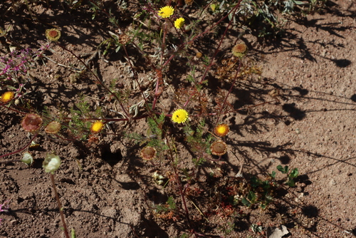 Yellow Turban Buttons (Cotula pruinosa)