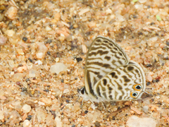 Leptotes