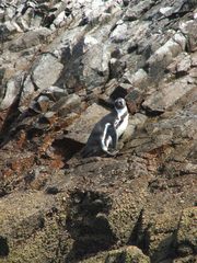 Spheniscus humboldti